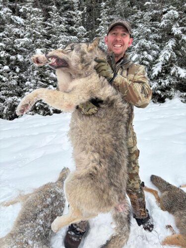 Wolf Hunting BC