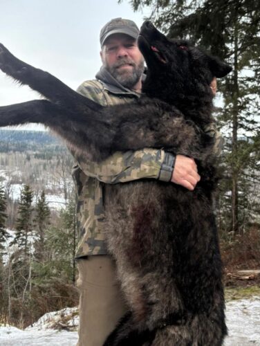 BC Wolf Hunt