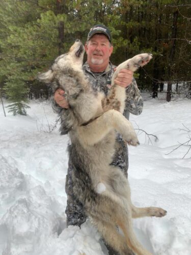 Wolf Hunting BC