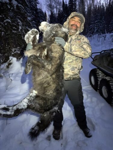 Wolf Hunting BC