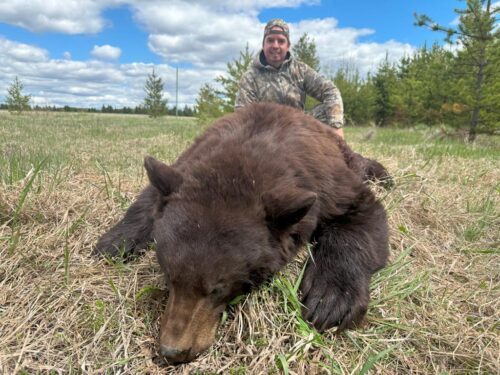 Brown Phase Black Bear